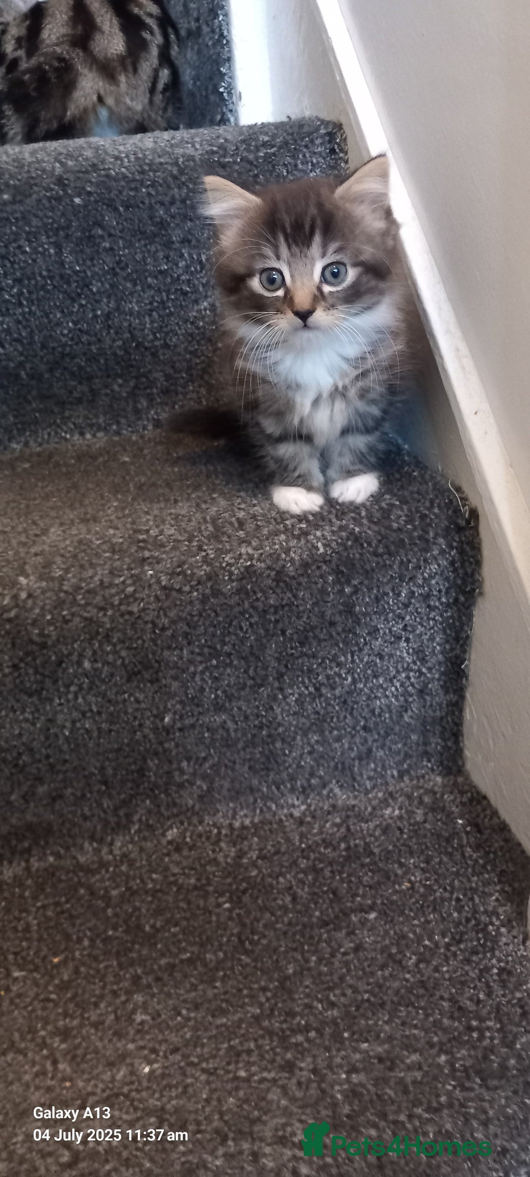 Mixed Breed cats for sale: Mixed breed tabby kitten - Image 3