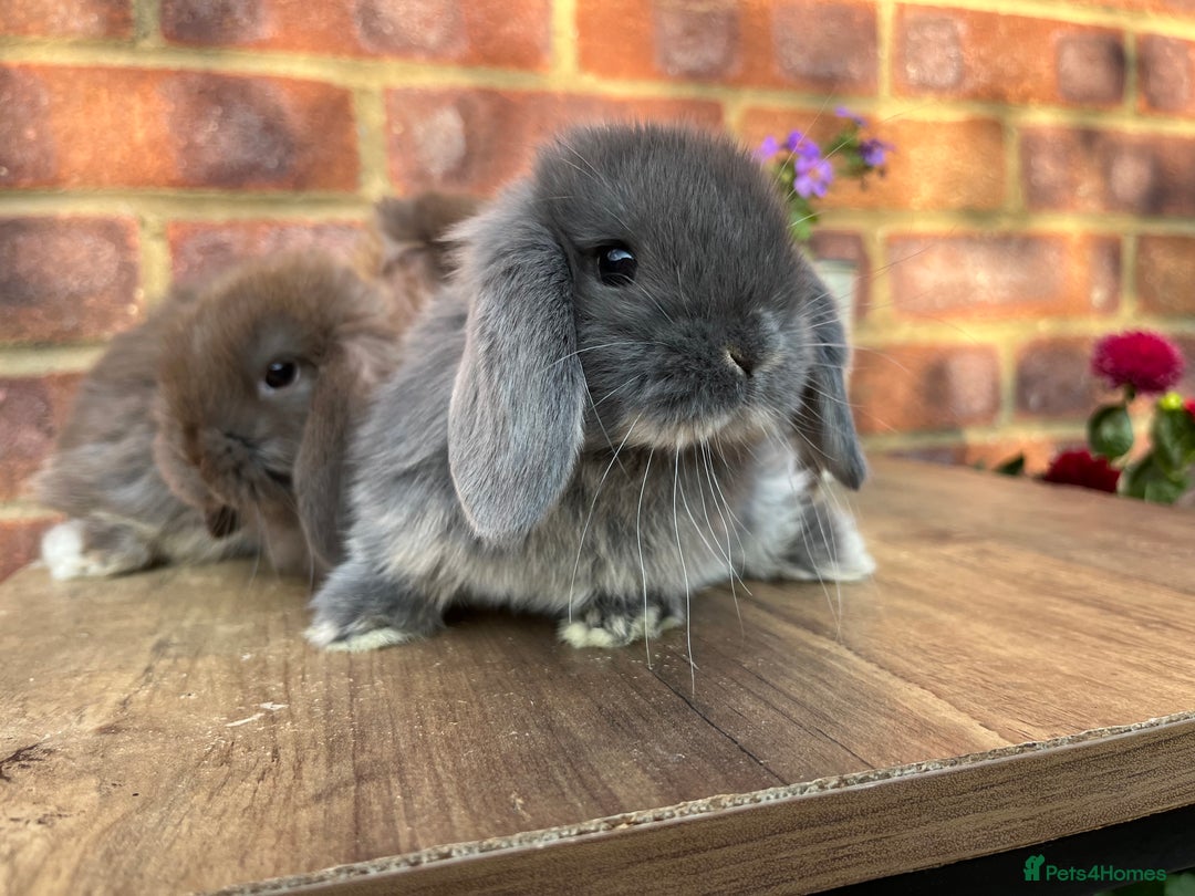 Mini Lop rabbits for sale: Mini lop babies RTL 2nd September - Image 8