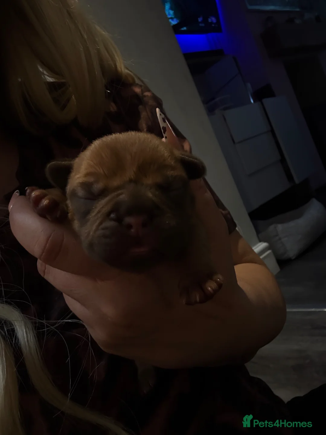 French Bulldog dogs for sale: (Rare colours) French bulldog puppies  - Advert 31