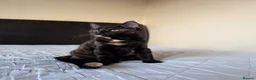 Mixed Breed cats for sale: 4 adorable kittens for sale - Advert 11