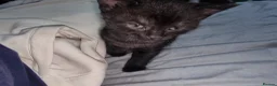 Mixed Breed cats for sale: Lovely mixed breed kittens black and black/white - Advert 4