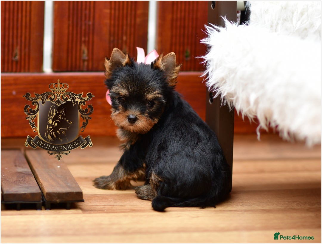 Yorkshire Terrier dogs for sale: BABY FACE DNA TESTED KC REG MINIATURE YORKIES - Image 6