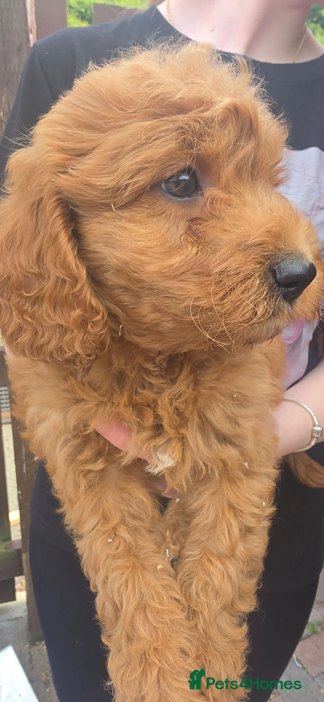 Cockapoo dogs for sale: F2 cockapoos  - Advert 2
