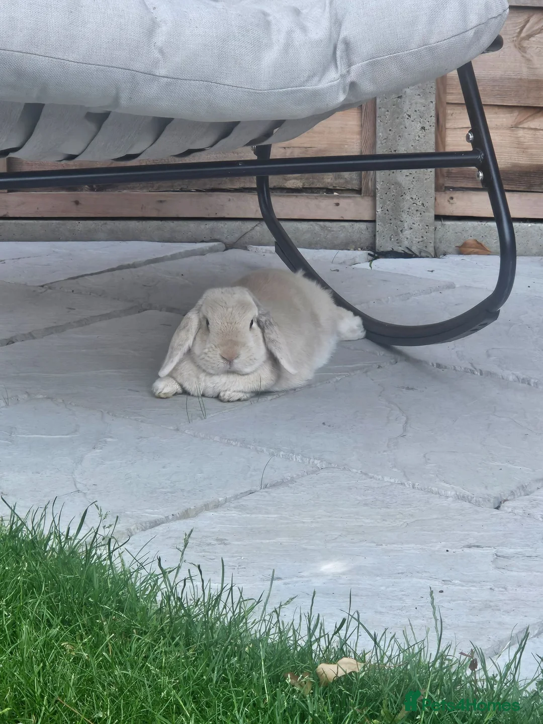 Mini Lop rabbits for sale: 💙 rescue bunnies 💕 - Advert 6