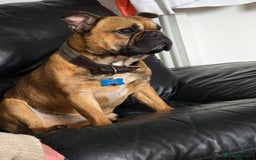 French Bulldog dogs for sale: French bulldog  - Image 5