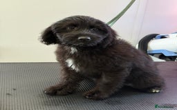 Aussiedoodle dogs for sale: Aussiedoodle Puppy 9 - Image 1