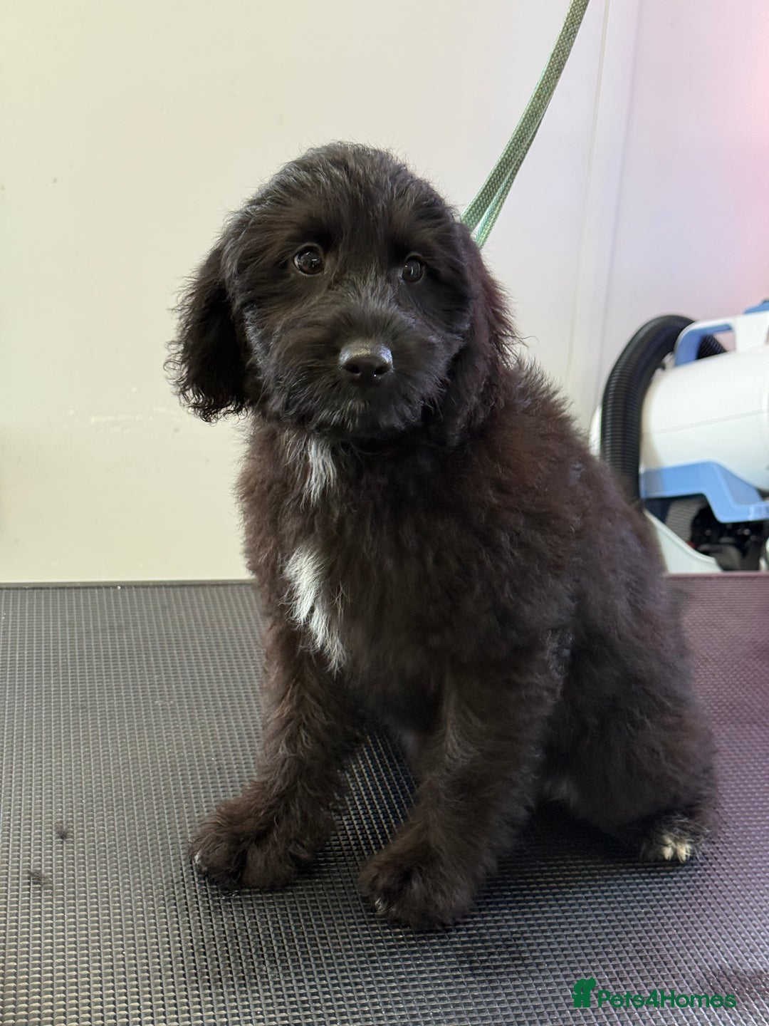 Aussiedoodle dogs for sale: Aussiedoodle Puppy 9 - Image 1