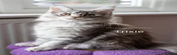 Maine Coon cats for sale: GCCF Registered Maine Coon Kittens Peterborough - Advert 9