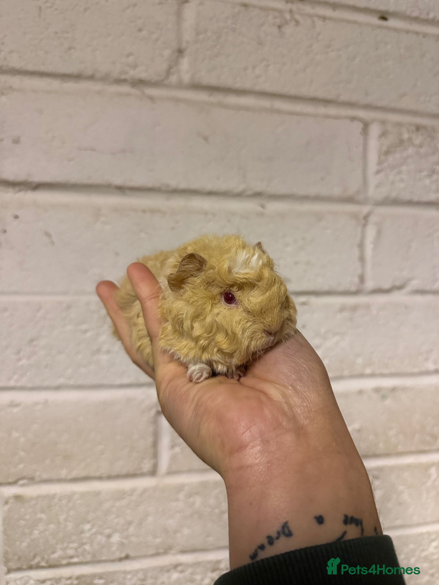 Guinea Pig rodents Lunkarya - Advert 4