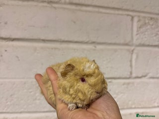 Guinea Pig rodents Lunkarya - Advert 11