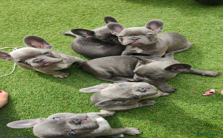 French Bulldog dogs - Advert 16
