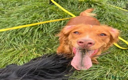 Cocker Spaniel dogs for sale: Fox Red Cocker Spaniel - Image 13