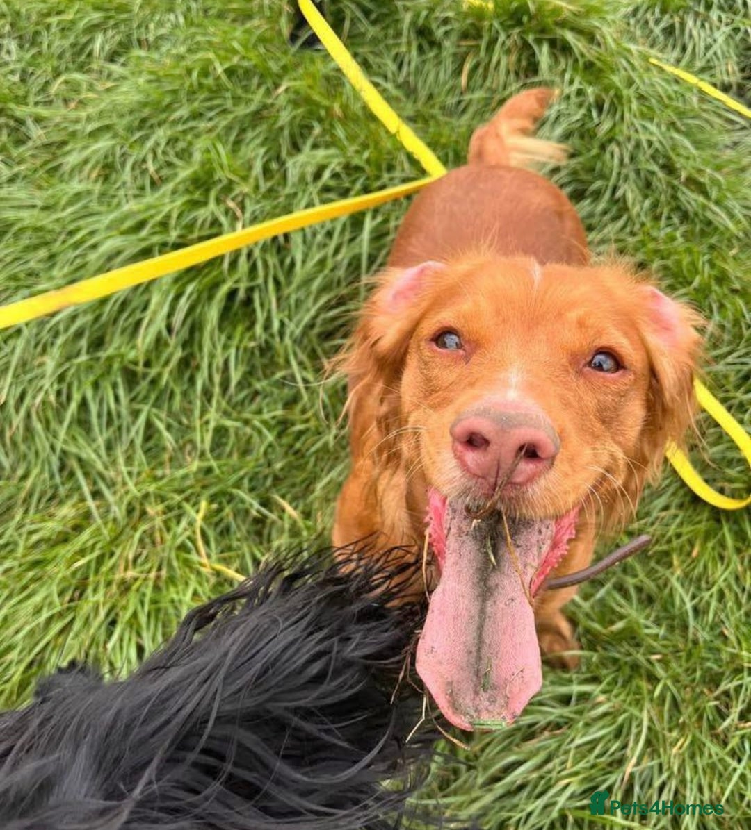 Cocker Spaniel dogs for sale: Fox Red Cocker Spaniel - Image 13