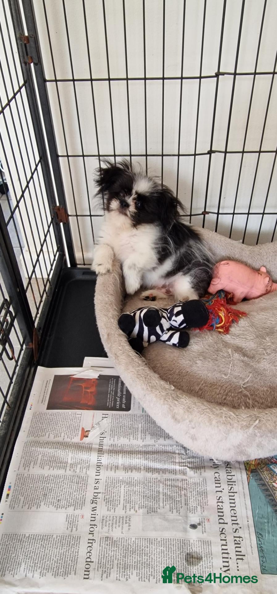 Mixed Breed dogs Last one boy pomeranian x shitzu fully vacinated - Advert 10