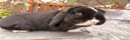 Mini Lop rabbits for sale: Mini lop babies and adults  - Advert 14