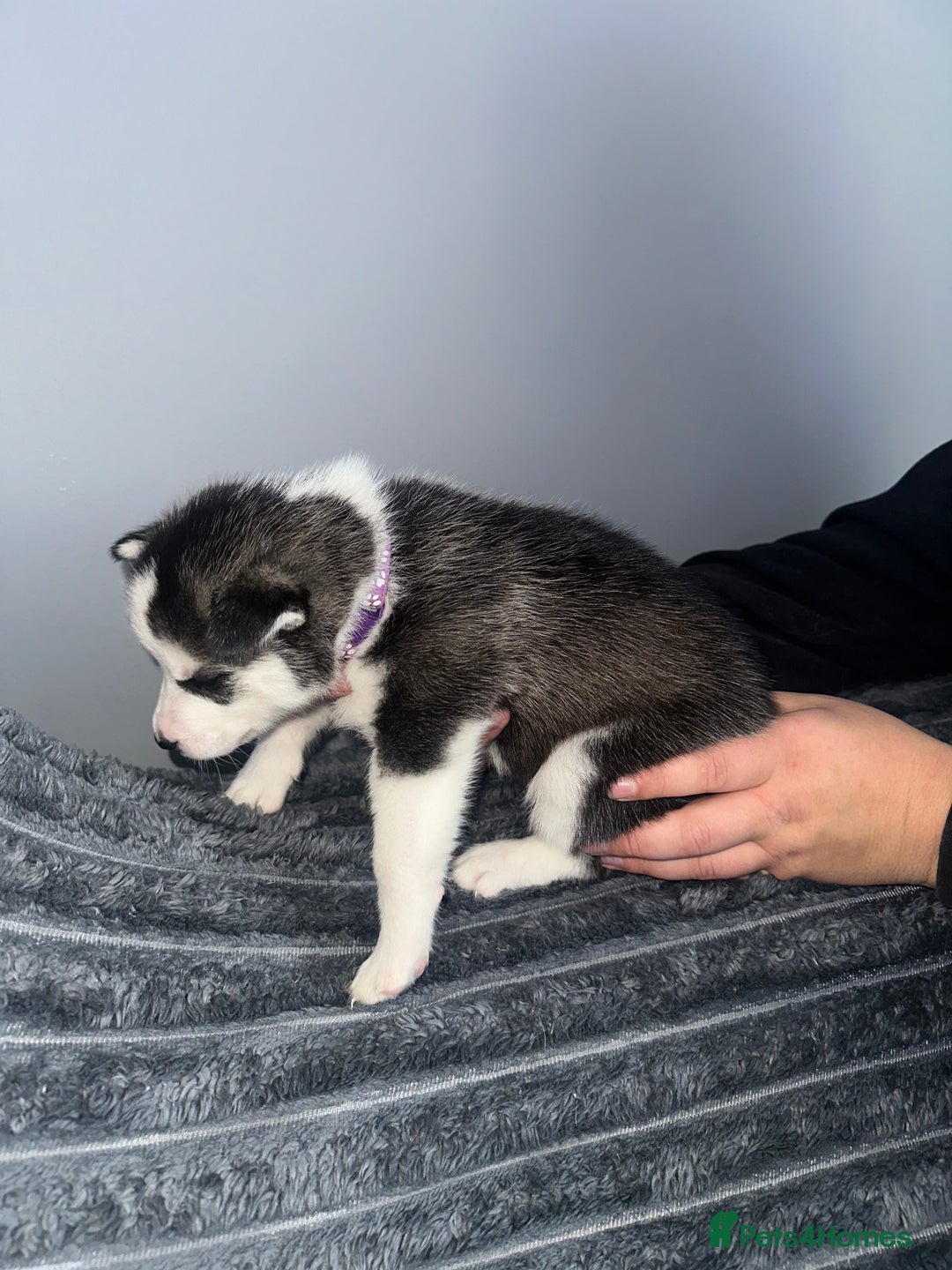 Week Old Siberian Husky Puppy Beautiful Blue Eyed Siberian Husky