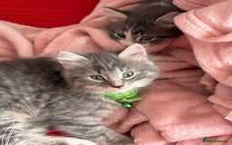 British Shorthair cats for sale: Last one left grey and white female  - Image 1