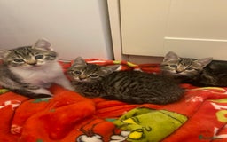 Mixed Breed cats for sale: Tabby kittens  - Image 1