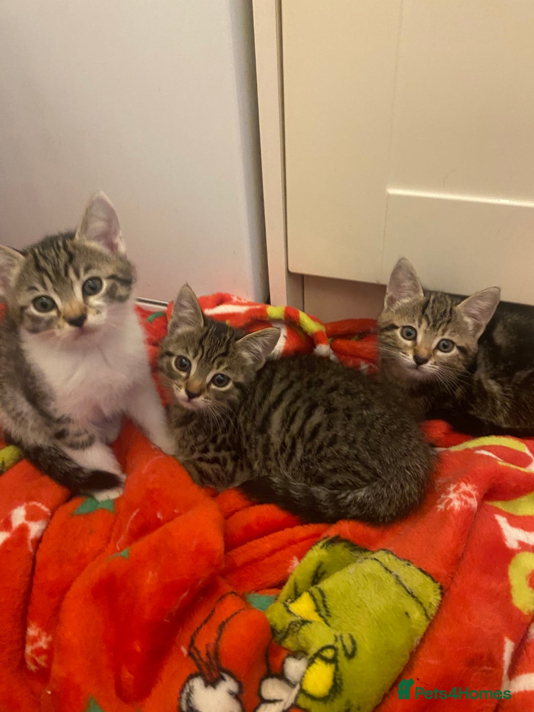 Mixed Breed cats for sale: Tabby kittens  - Image 1