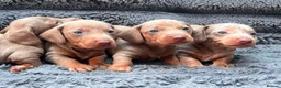 Miniature Dachshund dogs for sale: Miniature dachshund  in Sunderland - Advert 4