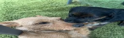 Jack Russell dogs for sale: JackRussel  - Advert 1