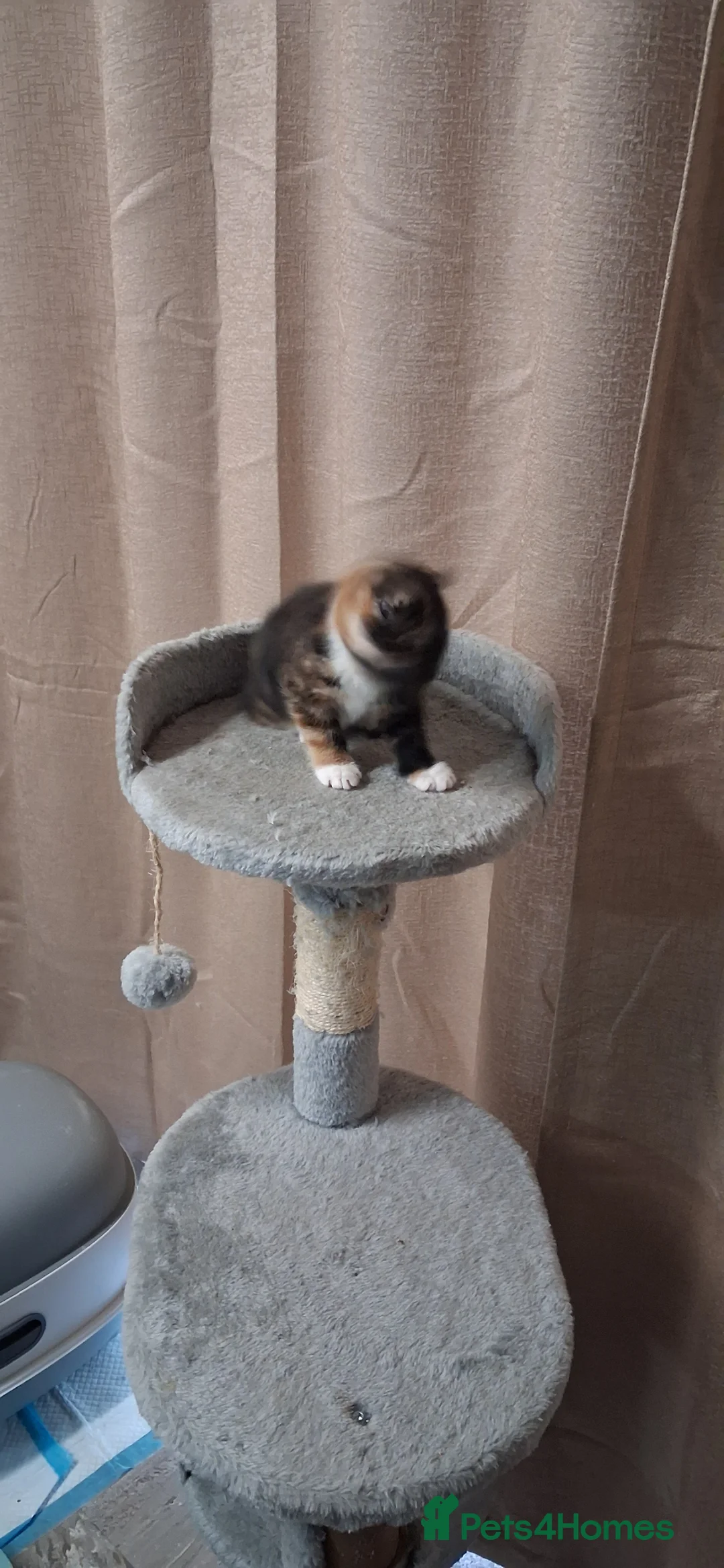 Mixed Breed cats for sale: 3 female 2 male kitten - Advert 2
