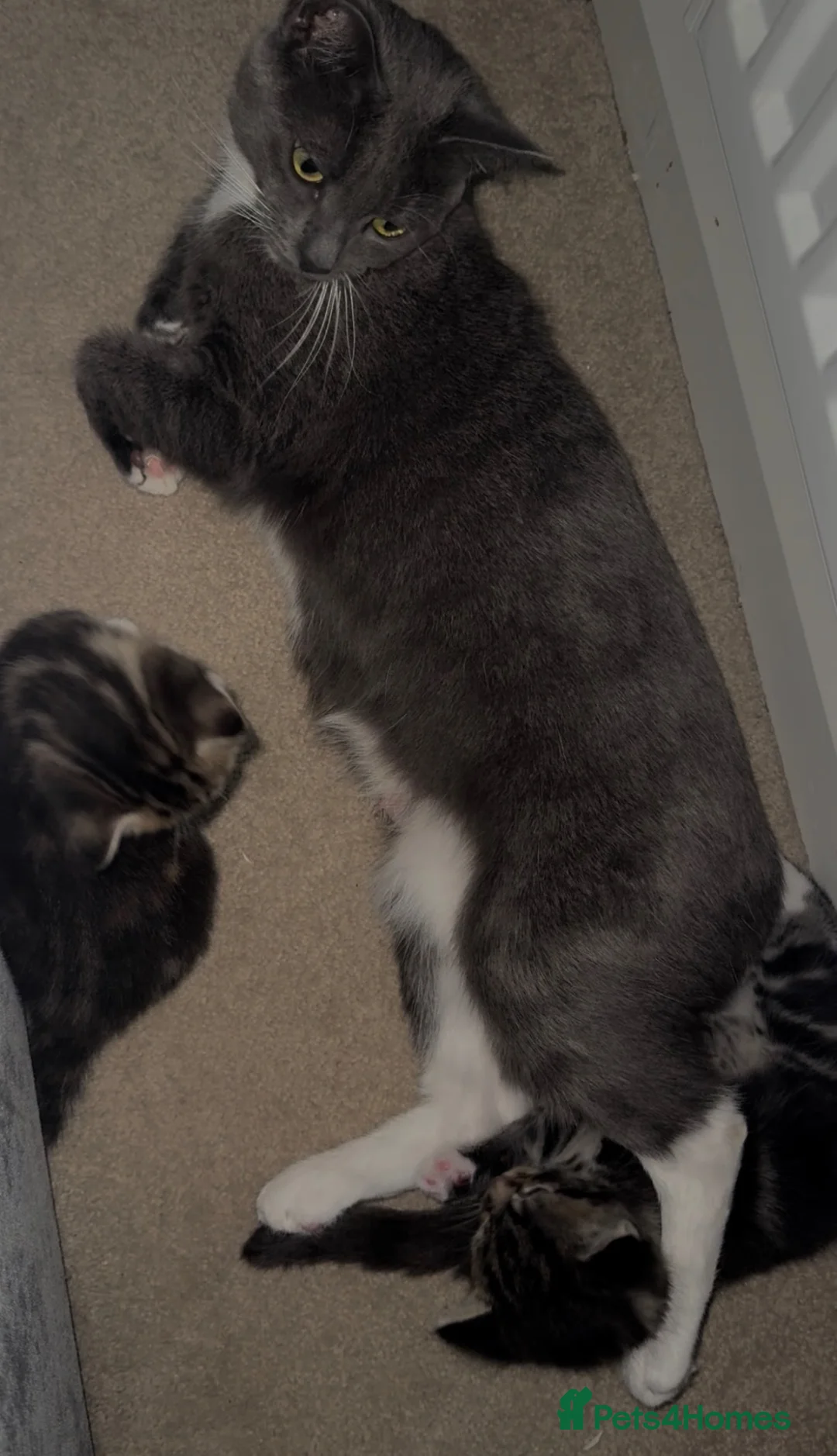 Mixed Breed cats for sale:     Female Kitten❤️ - Advert 2