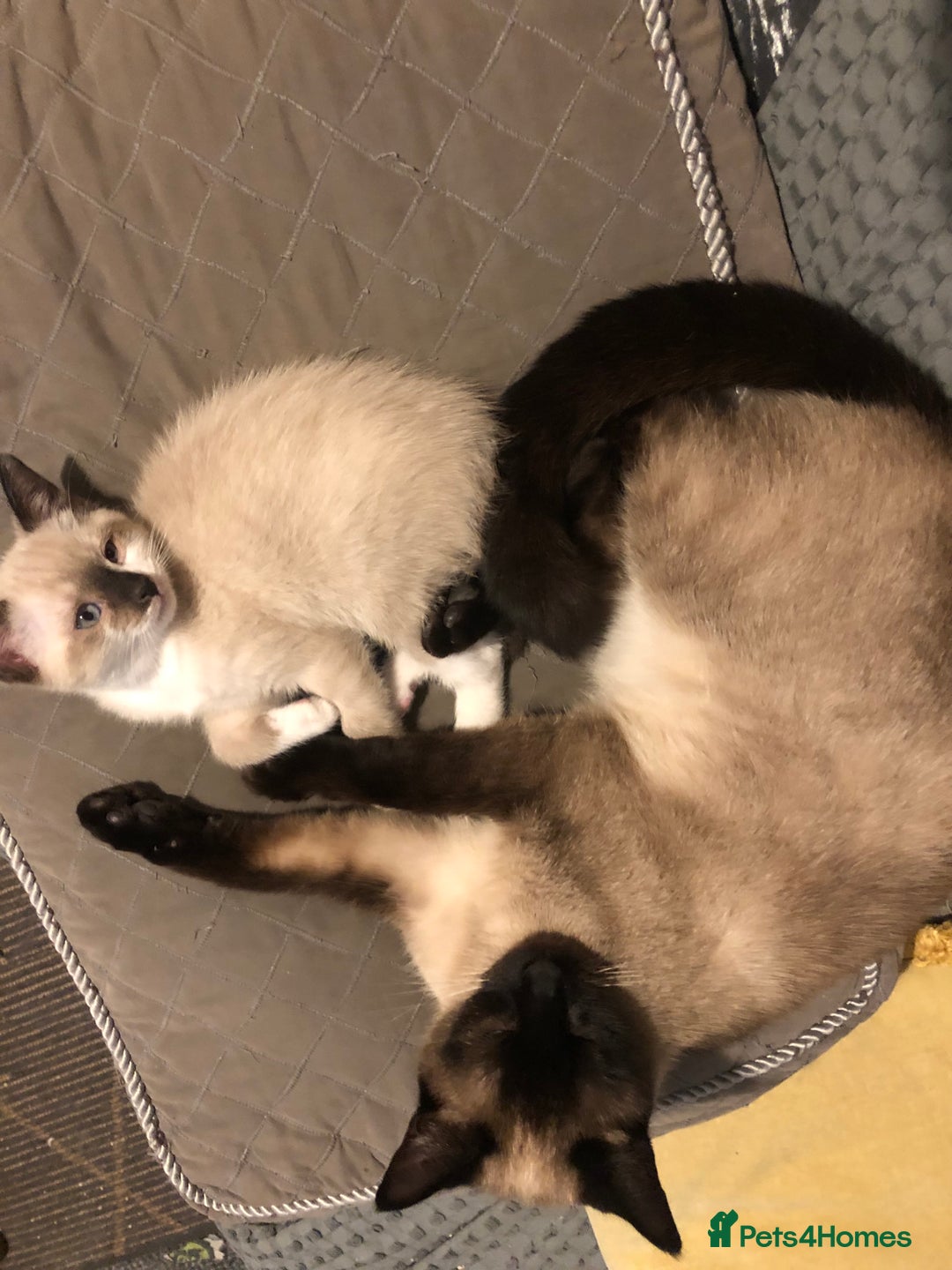 Siamese cats for sale: Beautiful snowshoe female kitten - Advert 2
