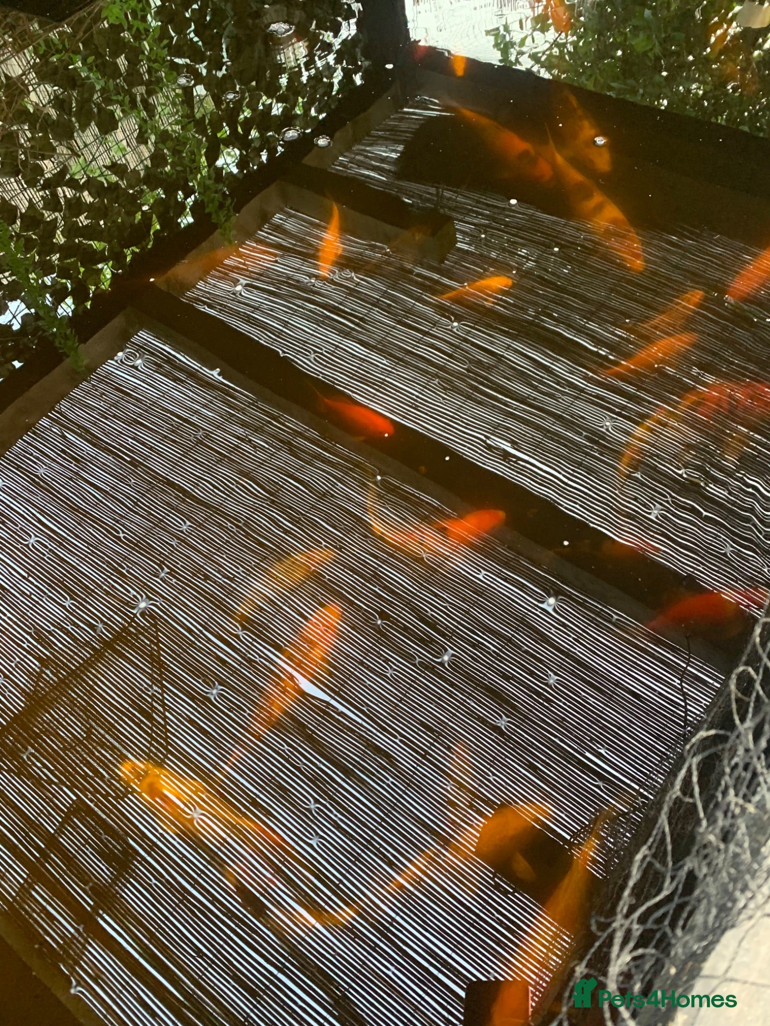 Koi Carp fish Koi carp for sale - Advert 1