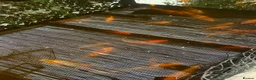 Koi Carp fish for sale: Koi carp for sale - Advert 1