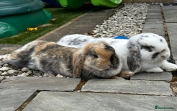 Mini Lop rabbits for sale: Bonded Rabbits For Sale - Image 1