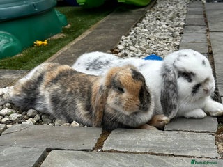 Mini Lop rabbits - Advert 15