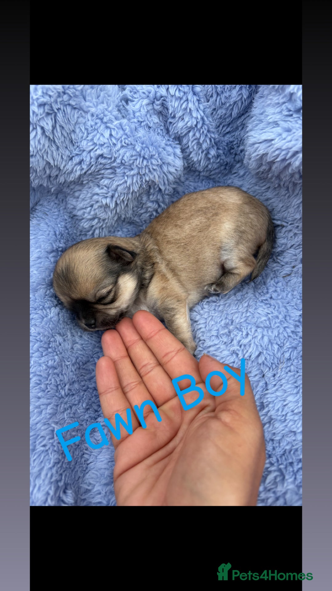 Chihuahua dogs for sale: KC Champion Lines Miniature Chihuahua Puppies - Image 10