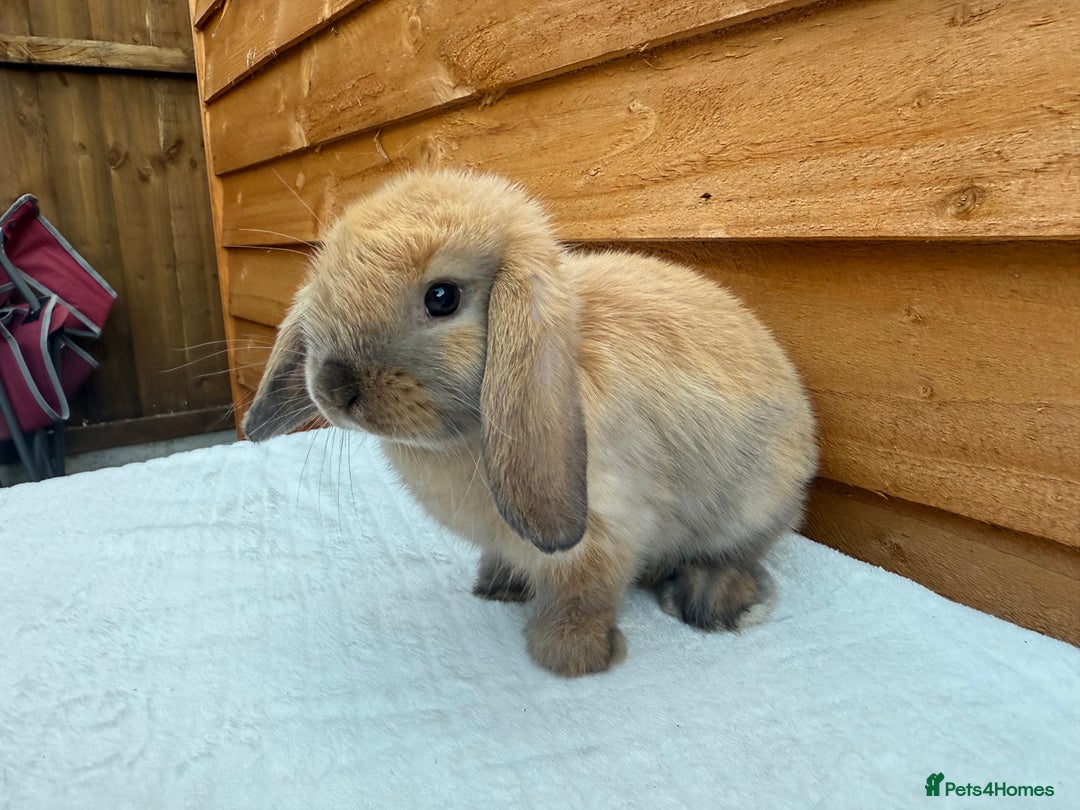 Mini Lop rabbits for sale: Reserved *sooty fawn *ready to leave mini lop  - Image 4