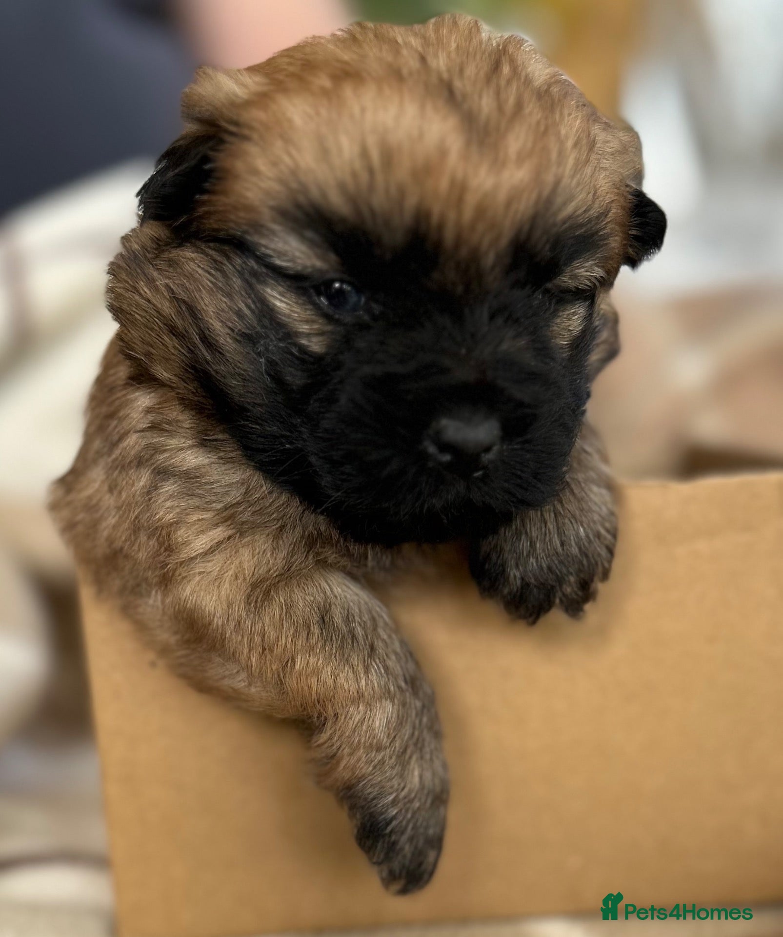 Cairn Terrier dogs for sale: Gorgeous Cairn Terrier Puppys - Advert 2