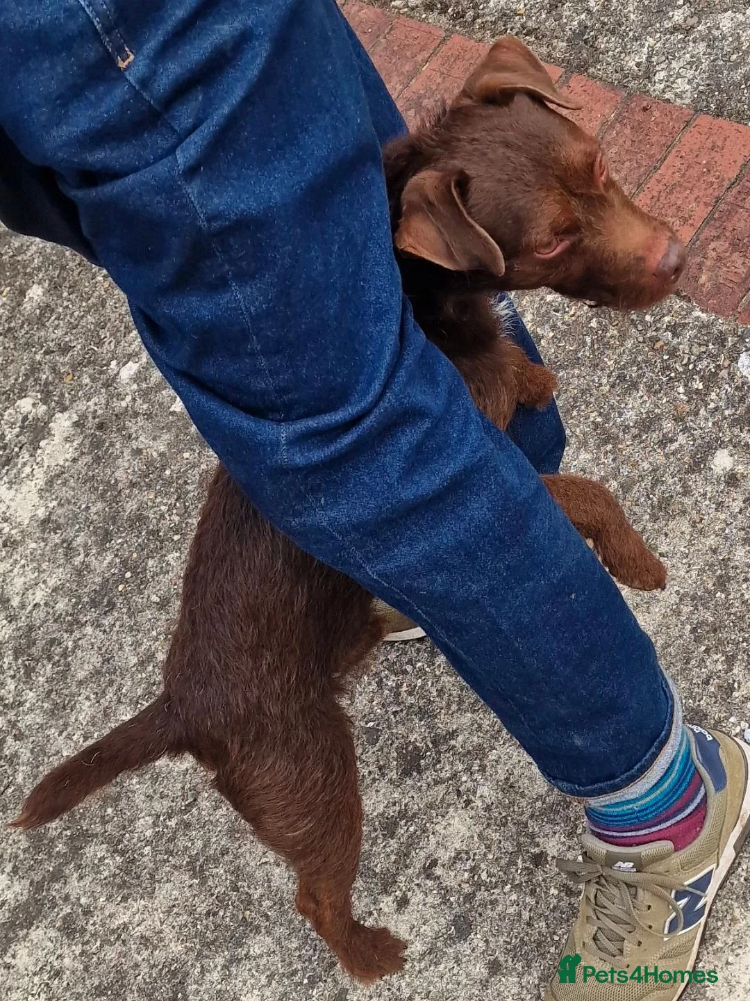 Patterdale Terrier dogs for sale: Patterdale pups nick stevens lines - Advert 2