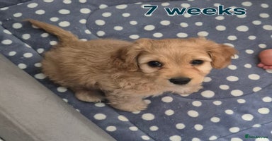 Cavapoochon dogs - Advert 2