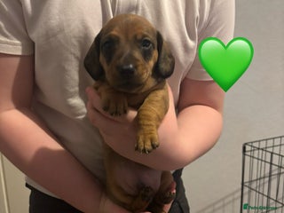 Miniature Dachshund dogs Miniature dachshund puppies! - Advert 9