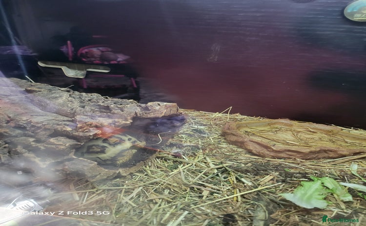 Tortoise reptiles - Advert 1