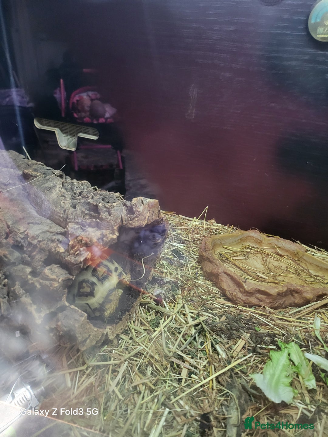 Tortoise reptiles for sale: Leopard tortoise and vivarium  - Image 1