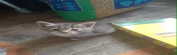 American Shorthair cats for sale: 6 Adorable Kittens Looking for Loving Homes 🐾 - Advert 6