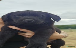 Labrador Retriever dogs for sale: Black Pure bred kg reg Labrador for sale.  - Image 25