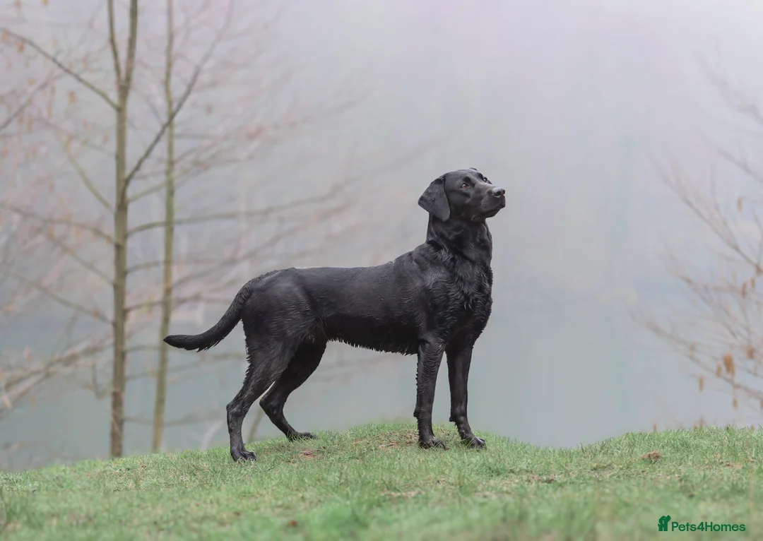 Labrador Retriever dogs for sale: Litter of Working Labrador Retriever Puppies - Advert 2