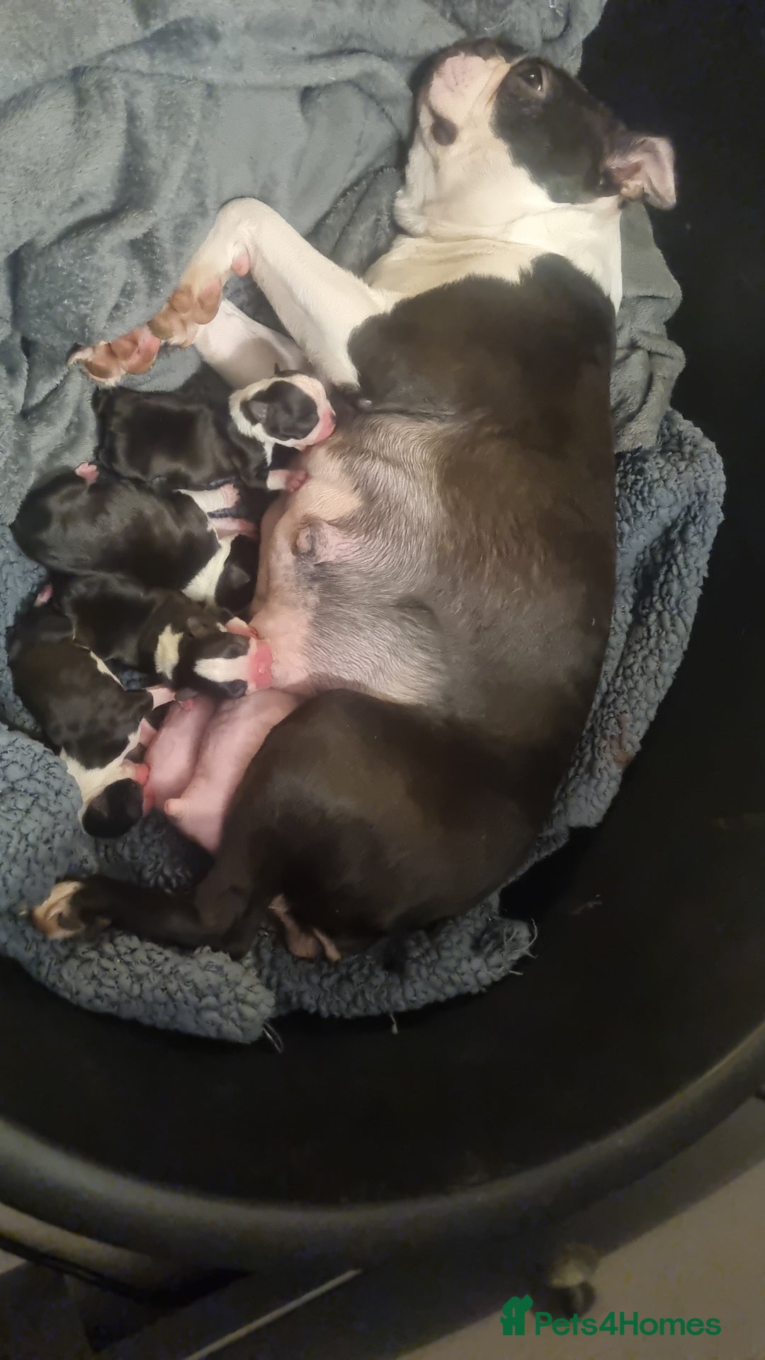 Boston Terrier dogs for sale: 4th Generational Outstanding Pups - Advert 1