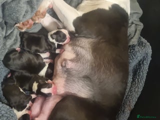 Boston Terrier dogs 4th Generational Outstanding Pups - Advert 1