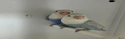 Lovebirds birds for sale: Male and female love bird - Advert 1