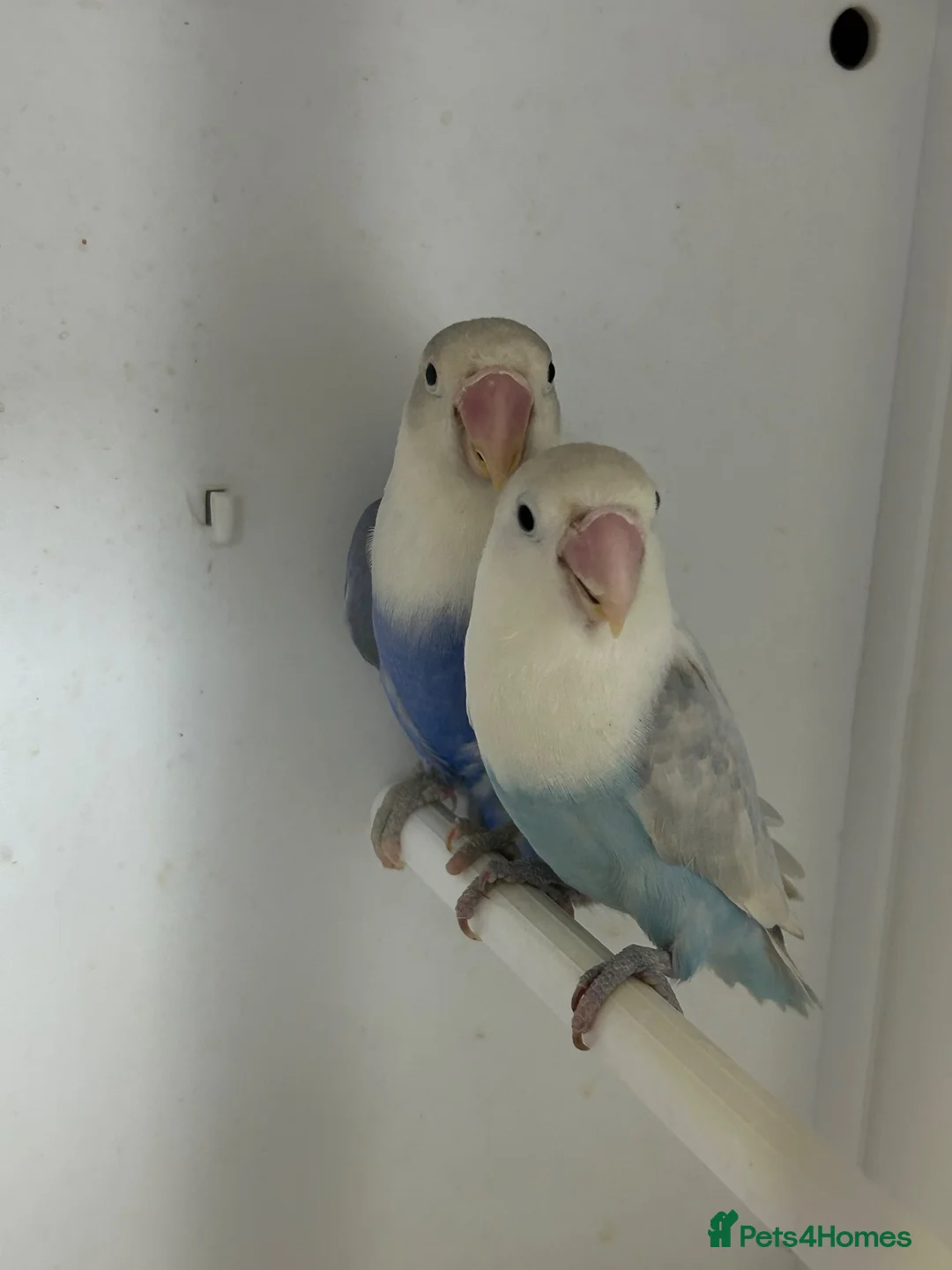 Lovebirds birds for sale: Male and female love bird - Advert 1