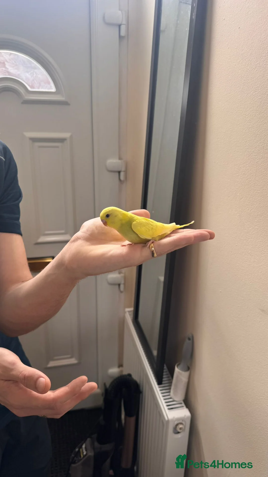 Budgerigars birds for sale: Hand reared super tame  budgie  - Advert 3