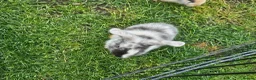 Mixed Breed rabbits for sale: Mixed breed lops for sale. Ready Monday  in Mansfield - Advert 12