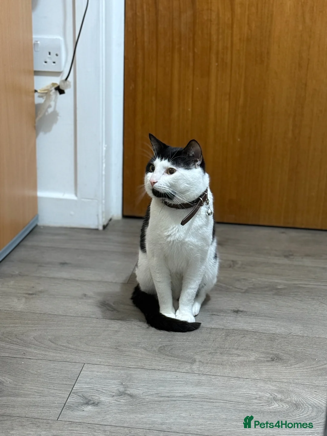Domestic Shorthair cats for stud: Chubby  in London - Advert 2